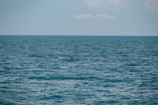 Bruda walvis zwemmen in de zee