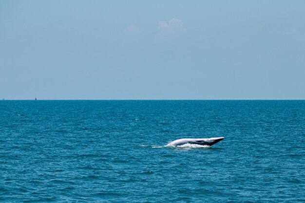 Bruda walvis zwemmen in de zee