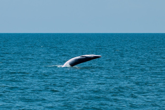 海で泳ぐブルーダクジラ