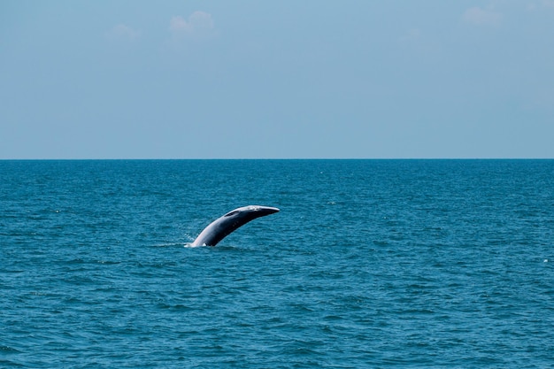 海で泳ぐブルーダクジラ