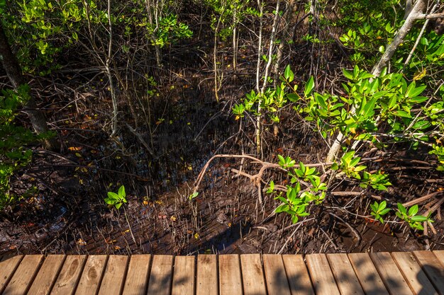 Brug houten het lopen manier in de bosmangrove in Chanthaburi Thailand.