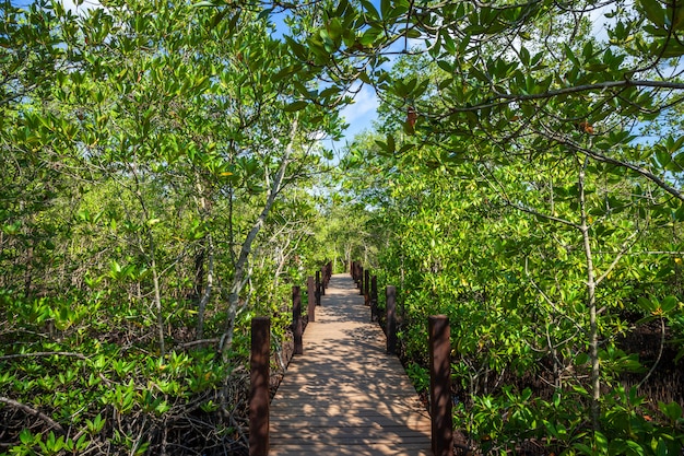 Brug houten het lopen manier in de bosmangrove