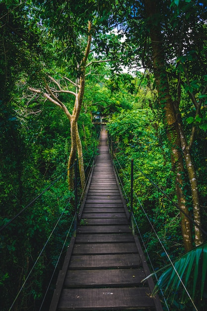 Brug in de jungle