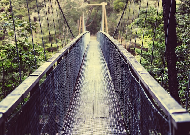 Brug in groen zomerbos