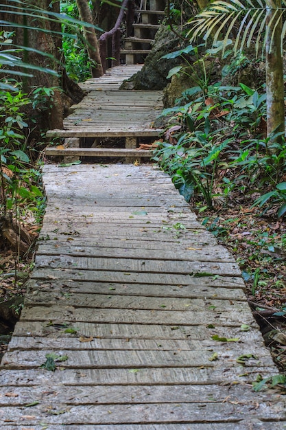 Brug in het bos