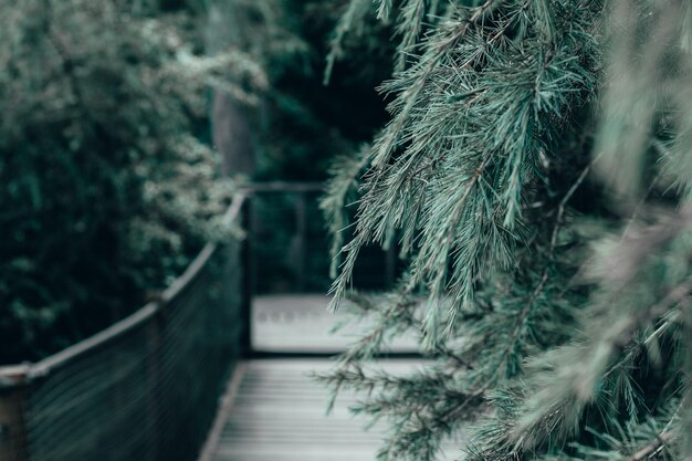 Brug in het bos