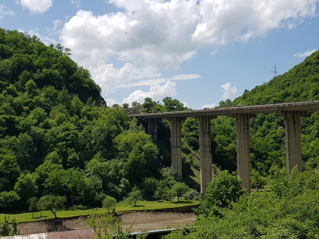 Brug te midden van bomen en planten in het bos tegen de lucht