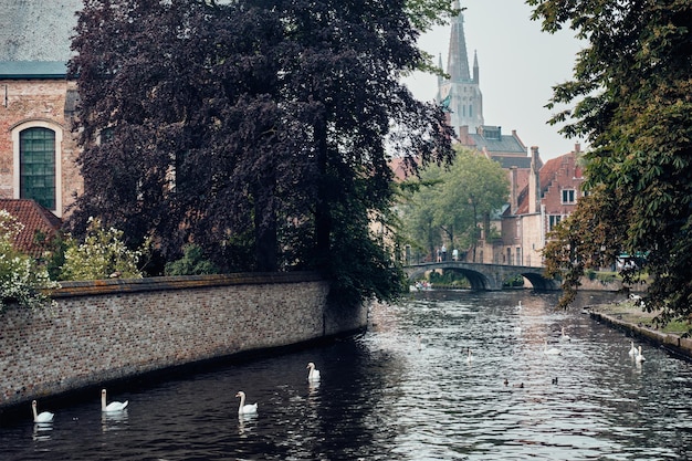 Bruges canal with white swans with Church of Our Lady in the background Brugge Belgium