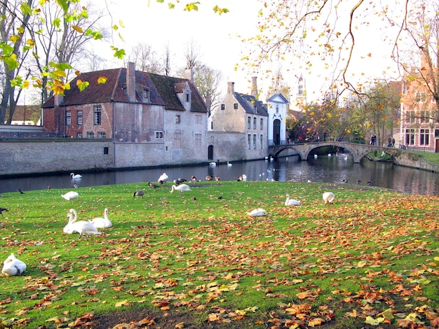 Brugge, Brugge mooi landschap, groene weide, kanaal, witte zwanen, oude huizen met pannendaken,