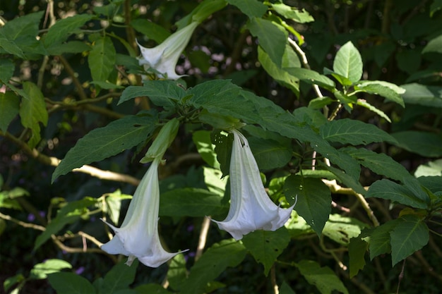 Brugmansia also known as Angel's trumpet