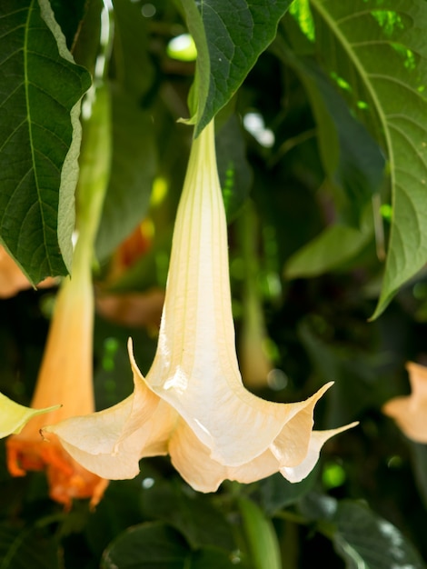 Brugmansia bloeiend in Estepona