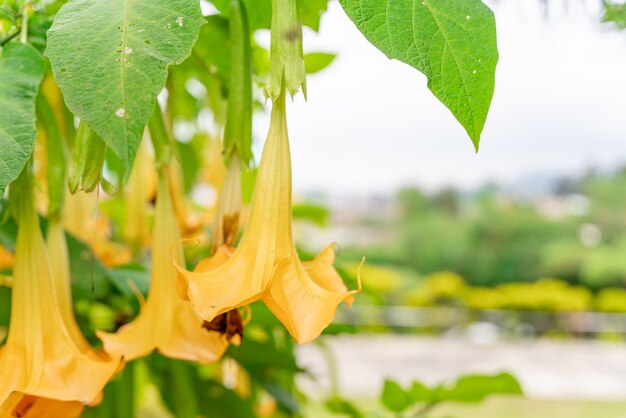 Brugmansia suaveolens Braziliaanse witte engelentrompet ook bekend als engelentranen