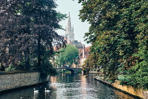 Brugse gracht met witte zwanen tussen oude bomen met kerk van onze-lieve-vrouw op de achtergrond brugge bel...