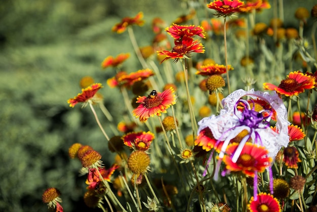 Bruiloftsband op gaillardia bloemen