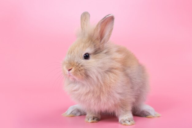 Bruin aanbiddelijk babykonijn op roze achtergrond. Leuk babykonijn.