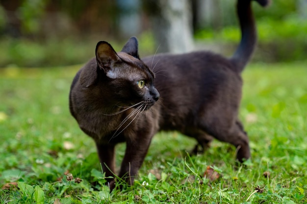 Bruin Birmaans katje dat wegkijkt en zich voorbereidt om iemand te vangen Mooi huisdier Kat die vreugdevol speelt in de natuur