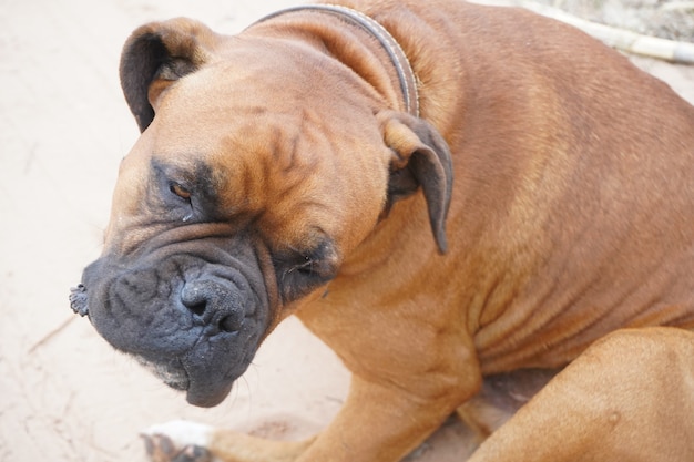 bruin bulldog huisdier poseren voor de camera