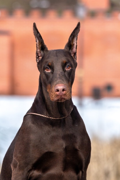 Bruin Doberman hondenportret