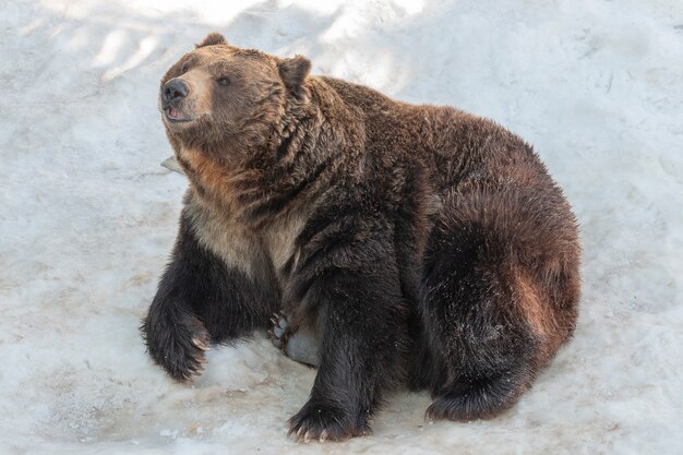 Bruin draag zittend op witte sneeuw