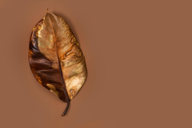 Bruin droog blad op een bruine achtergrond met kopieerruimte