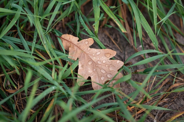 Bruin eikenblad in het gras Helder herfstblad in de waterdruppels na de regen in het gras valconcept