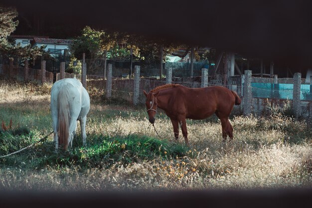 Bruin en wit paard eten