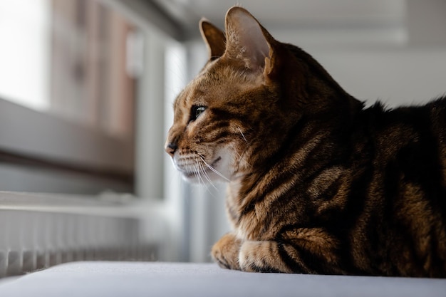 Bruin gestreepte Bengaalse kat kijkt bedachtzaam weg