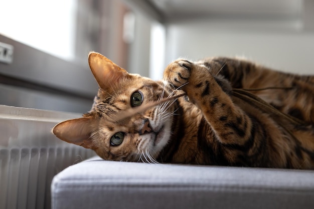 Bruin gestreepte Bengaalse kat speelt met speelgoedmuis