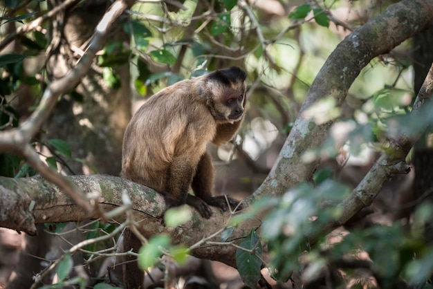 Bruin gestreepte kapucijnaap Pantanal Brazilië