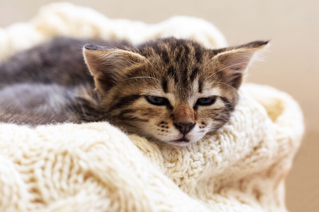 Bruin gestreepte kat slaapt op gebreide wollen beige plaid. Kleine schattige pluizige kat. Gezellig huis.