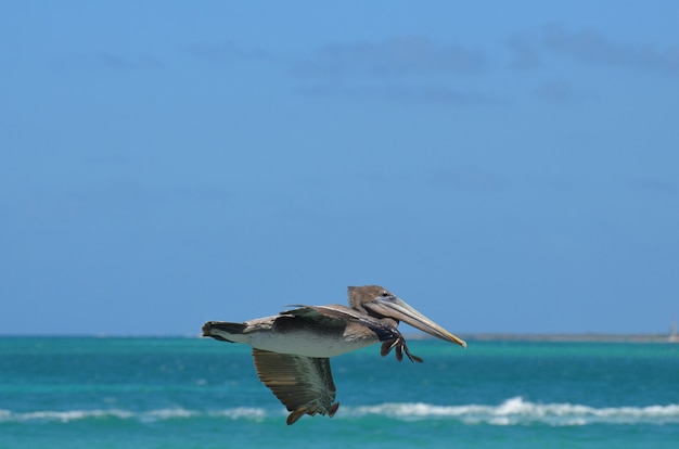 Bruin gevederde pelikaan die door de blauwe lucht van Aruba vliegt