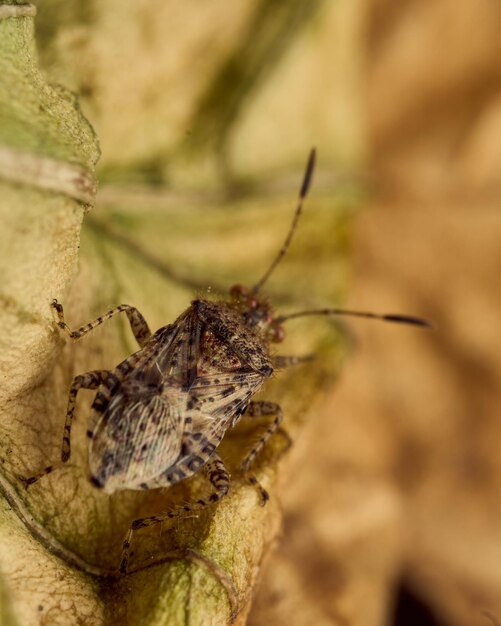 Bruin insect op een droog blad