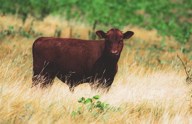 Bruin kalf in de camera kijken in groen veld op groene onscherpe achtergrond. veehouderij, fokken, melk en vleesproductie concept.
