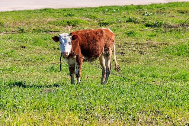 Bruin kalf op een groene weide