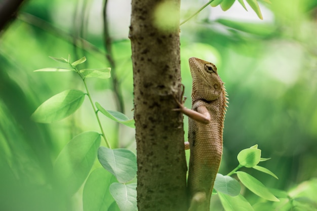 Bruin kameleon op de takken