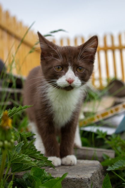 Bruin kitten zittend op een logboek, in de natuur bij helder weer