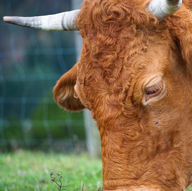 Bruin koeportret in de berg