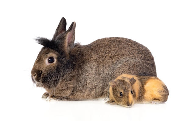 Bruin konijn en een cavia geïsoleerd op wit