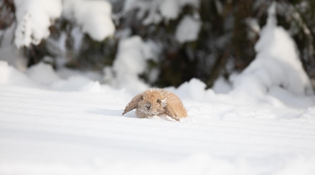 bruin konijntje in de winter