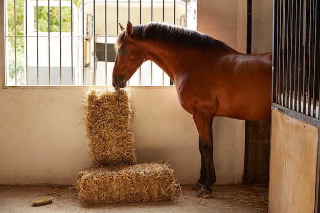 Bruin paard bij stal die een strobaal eet