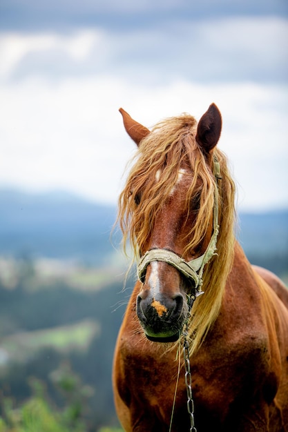 Bruin paard close-up portret bergen op background