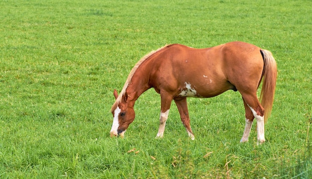 Bruin paard dat gras eet op een veld op het platteland met copyspace Een hengst of pony grazen in weelderig groen weiland en weide op een zonnige dag Fokken van vee paarden op ranch of boerderij