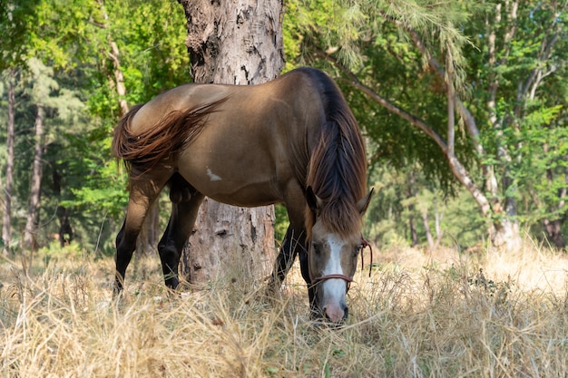 Bruin paard dat gras eet