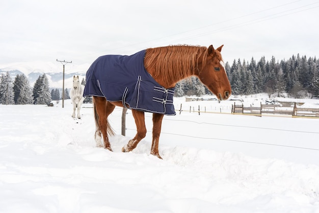 Bruin paard dat in de sneeuw loopt, bedekt met een deken om warm te blijven in de winter, houten omheining van de boerderij en bomen op de achtergrond.