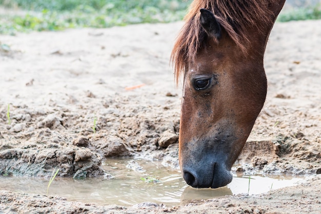 Bruin paard drinkwater uit plassen