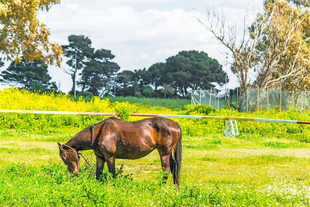 Bruin paard grazen in een groen veld