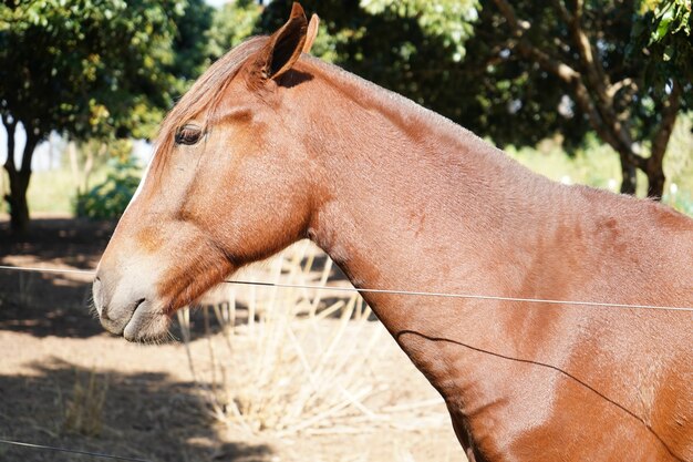 bruin paard in de boerderij gearresteerdD