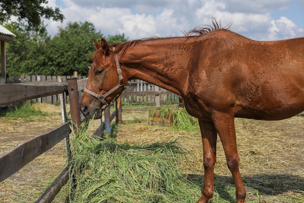 Bruin paard in het dorp