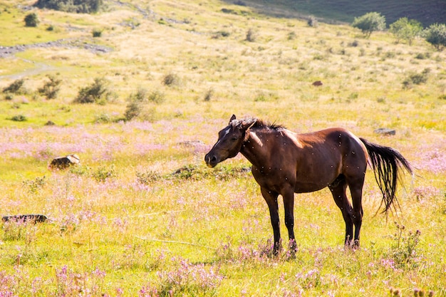 Bruin paard in het veld in Juta, Georgia