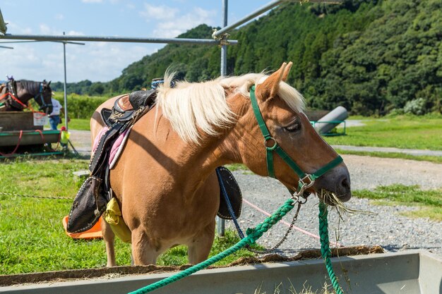 Bruin paard in het veld